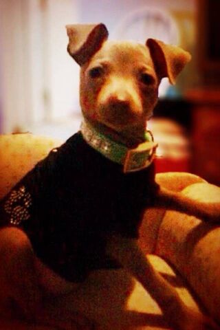 Adorable Pup Relaxing in Style 🐾🛋️