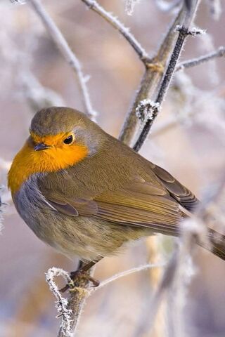 Bird Wallpaper - Download to your mobile from PHONEKY