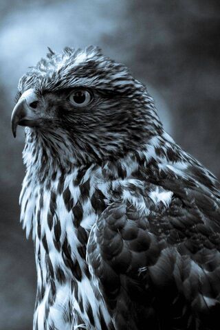 Majestic Eagle: The Kin..