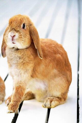 Bunny Bliss: The Adorable Rabbit