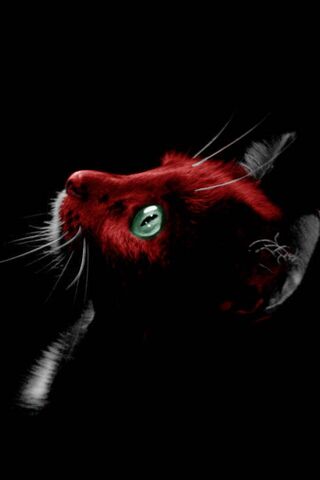 Whiskers of Wonder 🐾✨