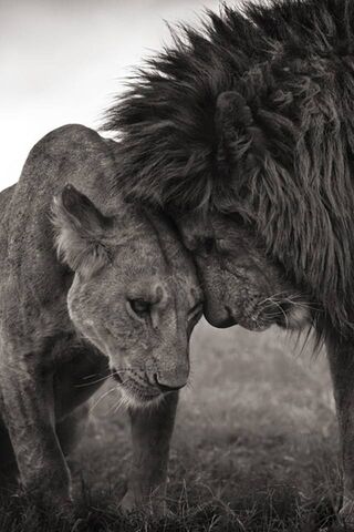 Heartfelt Connection: T..