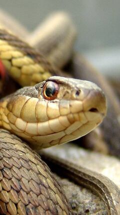 ヘビ壁紙 Phonekyから携帯端末にダウンロード