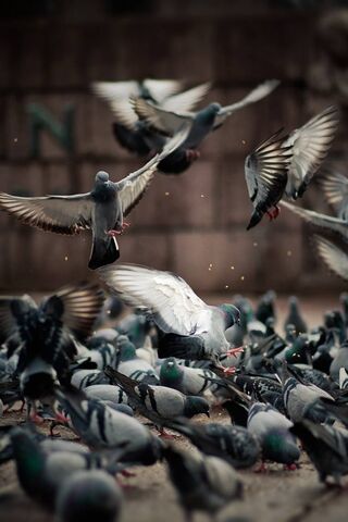 80 Pigeon HD Wallpapers and Backgrounds