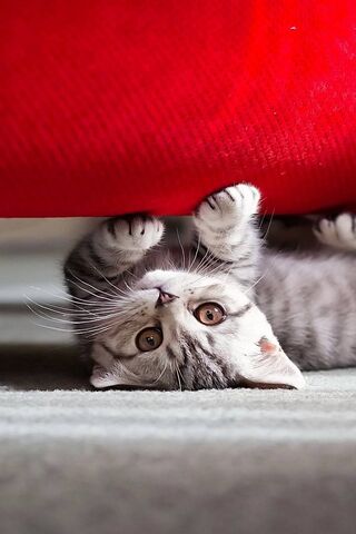 Adorable Feline Acrobat 🐾