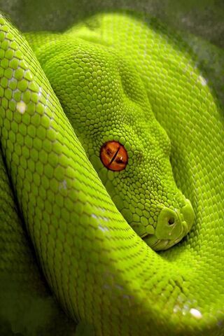 HD green snake wallpapers  Peakpx