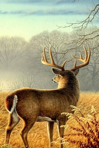 Majestic Morning in the..