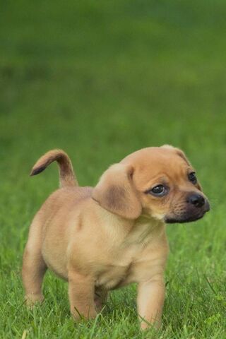 Puppy Playtime: The Cut..