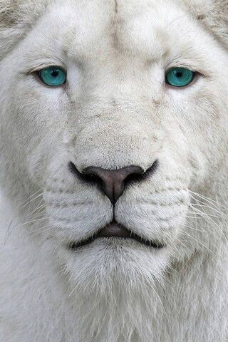 Albino Lion