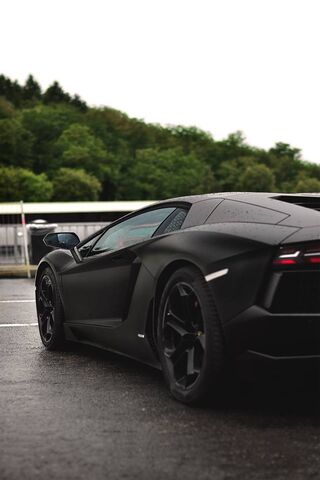 The Dark Stallion: Lamb..