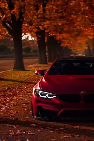 Autumn Elegance: The BM..