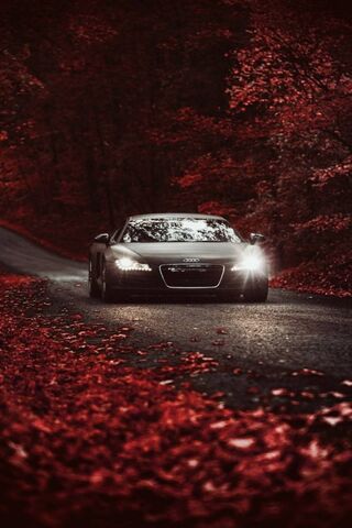 Autumn Elegance: The Au..