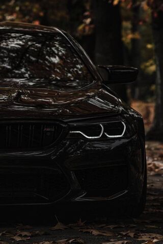 The Dark Elegance of th..