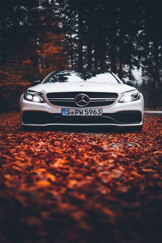 Elegance on Autumn Road..