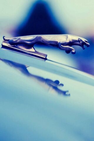 Elegance in Motion: The..