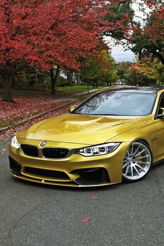 Golden Elegance: The BM..