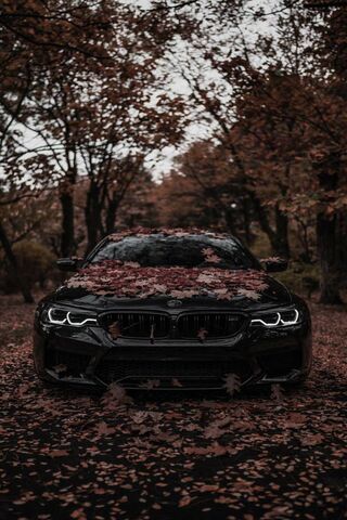 Fading Leaves, Timeless..