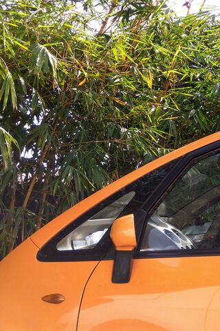 Nano Adventure: A Surprise in the Greenery! 🌿🚗