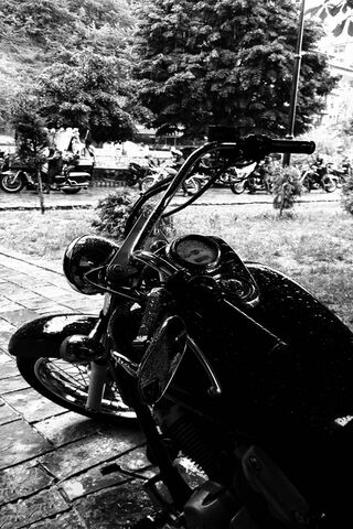 Cruising the Shadows: The Honda Shadow Experience 🏍️✨