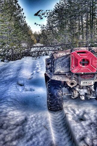 Trail of Obstacles: Nature's Blockade 🚧🌲