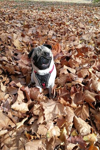 Pug in a Leafy Wonderland 🍂🐾