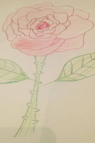 Drawn Rose
