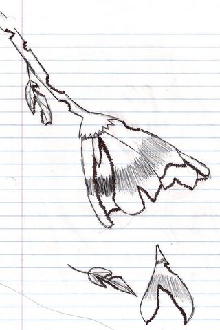 Fractured Beauty: A Floral Reflection 🌸✨