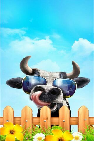 Cool Cow Vibes 🐄😎