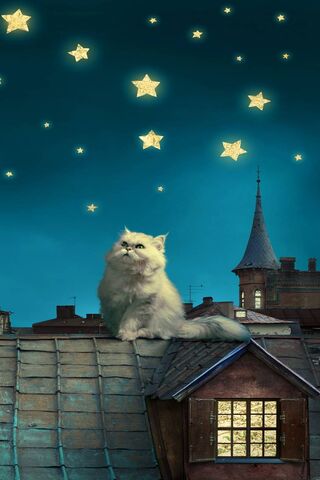 Whiskers Under the Starlit Sky 🌌✨