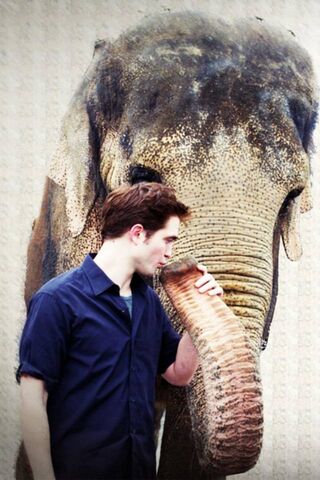 A Gentle Connection: Man and Elephant 🐘❤️
