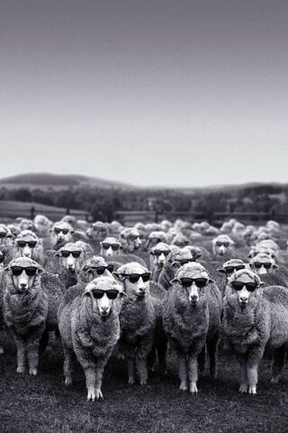 Funny Sheep Flock