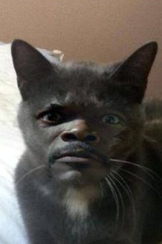 Samuellcatson: The Purr..