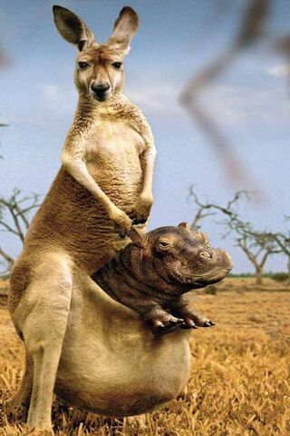 Kangaroo's Unlikely Com..