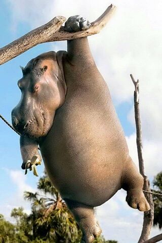 The Playful Hippo Monke..