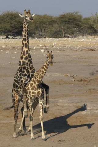 Giraffe Affection: A Heartwarming Bond 🦒❤️