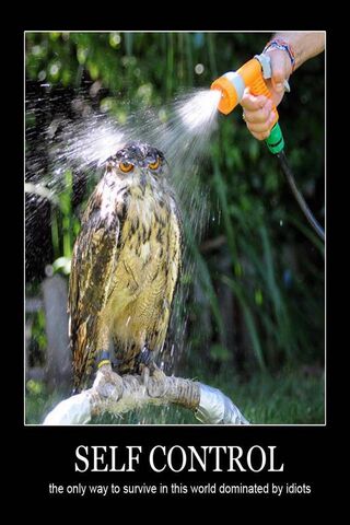 Wise Choices in a Chaotic World 🦉💦