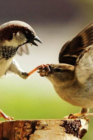 Bird Family