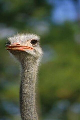 Curious Gaze of the Ostrich 🦩👀