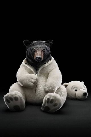 The Duality of Bears: N..
