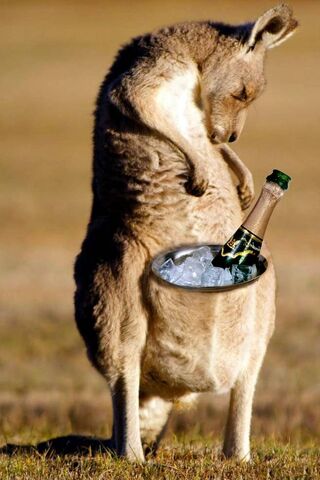 Party Pouch: The Kangaroo's Chill Vibe! 🎉