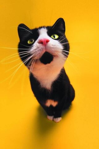 Whiskers of Wonder: The..