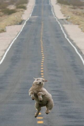 Bouncing into Adventure..