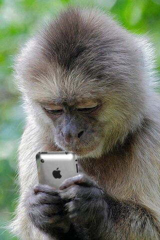 Apple Monyet
