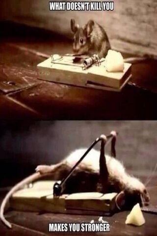 Resilience in Adversity 🐭💪