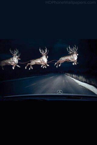 Reindeer on the Road: A..