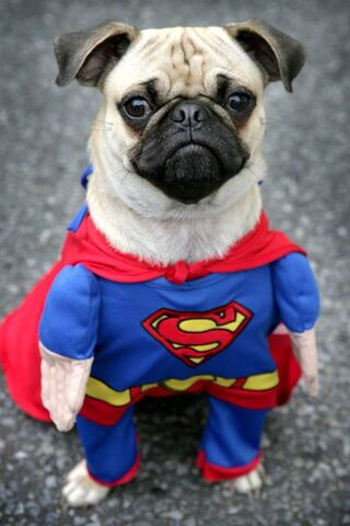 Super Pug