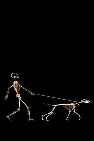 Bone-tastic Walkies! 🦴😂