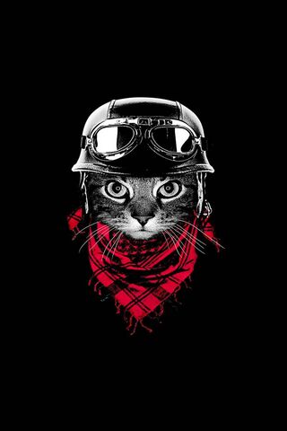 Feline Freedom Rider 🏍..