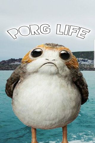 Porg Life