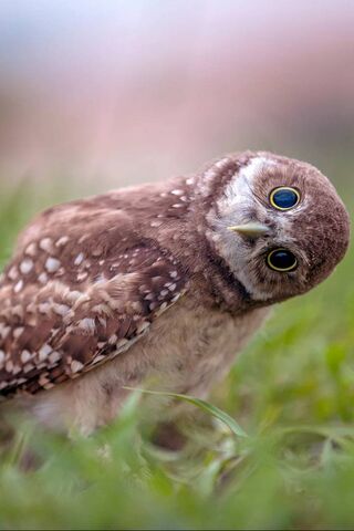 Funny Owl